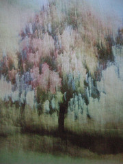 Lynn H. Butler (XX-XXI) Two Trees Sleepy Hollow Cibachrome Print 1990. 3/25