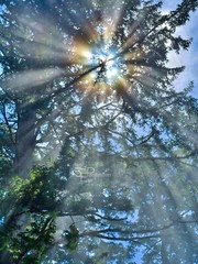 Oregon Coast Trees, Abstract Nature Art – Fine Art Photo on Metal, Canvas, Paper