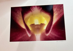 Vtg Sensual O’Keeffe-Style Floral Photograph Orchid Macro Abstract Art Signed