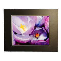 Purple Crocus Flower Wall Art Macro Nature Photography 11×14 Matted Photo Print