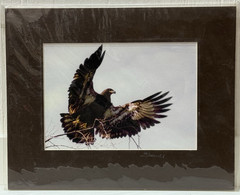 Sherrill SIGNED Matted Photo 8×10 Immature Bald Eagle Bird Wildlife Art VTG