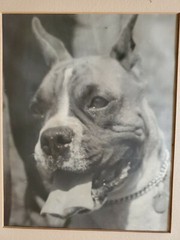 DOG PORTRAIT LARGE ORIGINAL SIGNED ART PHOTO B&W STETTNER VTG MATTE NJ CAMERA