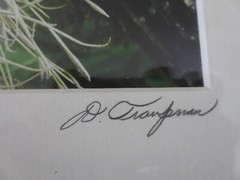 Frameable, Matted Dale Traupman FLORIDA 2003 PHOTO Print–9-1/2″ x 7-1/2″ Design