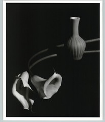 1989 1992 Callas Lilies & Bud Vase Large Art Photo By Horst 16X20