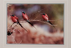 1991 Thomas Mangelsen «The Perch – Carmine Bee-Eaters» Signed L.E. 515/950 Photo