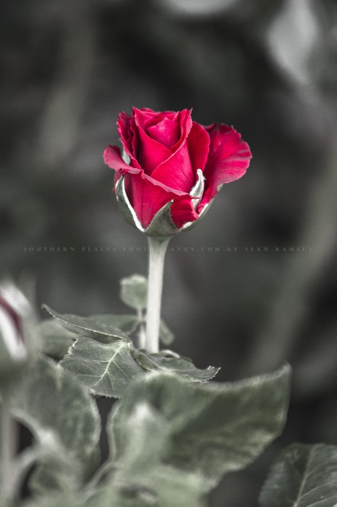 Flower Photography Print – Vertical Picture of Rose in Oklahoma