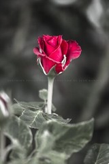 Flower Photography Print – Vertical Picture of Rose in Oklahoma