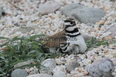 Killdeer Nesting and with day old Young Photo- Pick one Image – Various Sizes