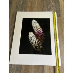 Floral Photo artwork 16×20 White Purple Wildflower Matted Art