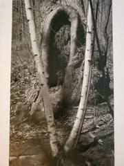 TWIN TREES ORIGINAL SIGNED ART PHOTO B&W STETTNER VTG MATTE NJ CAMERA