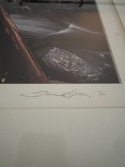 Shane Knight Signed & Numbered Photograph