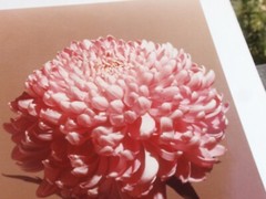 LOT 3 ORIGINAL COLOR PHOTOGRAPHS OF PLANTS FLOWERS SPECIES 14.5 X 10.25 INCHES