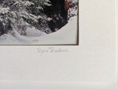 Vtg 2001 Giant Forest Sequoia National Park Photograph by Regina Thackara 16×12″