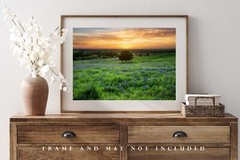 Landscape Photography Print – Picture of Tree and Bluebonnets at Sunset in Texas