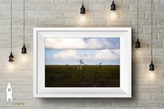 Cypress Prairie – Minimal Landscape Photography Fine Art Prints – Everglades, FL