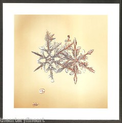 MIKE & DOUG STARN TWINS ‘Sno7.1_003 (Snowflake)’, 2005 SIGNED Photograph **NEW**