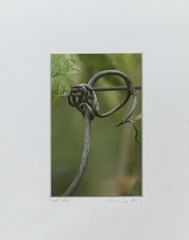 Erica Olssan Photograph «Old Vine» SIGNED