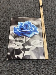 12 in x 16 in Blue Rose Photo Framed 2