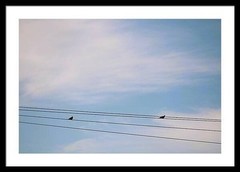 Framed Photo 24×36 ‘Distance Between’ Minimalist Birds on Power Lines, Blue Sky