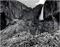 1936 1990s Ansel Adams Upper Yosemite Falls & Apple Blossoms Large Art Photo