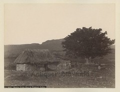 Yumuri Valley Cuba native hut antique albumen photo