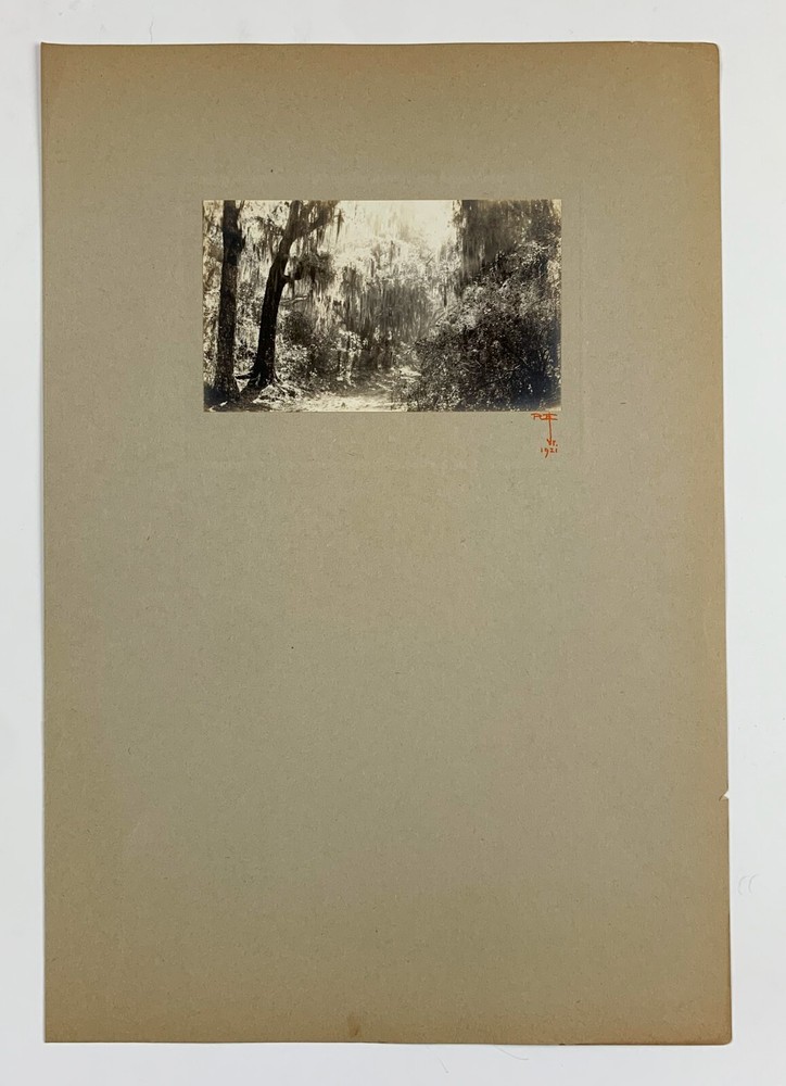 Signed Rudolf EICKEMEYER Foliage and Spanish Moss, 1921 Silver Print Photo
