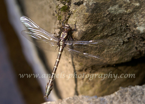 Original ACEO 2.5 x 3.5 in. photo art print BROWN DRAGONFLY Clear Wings on Rock