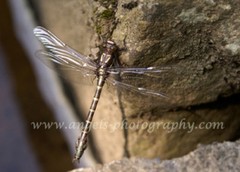 Original ACEO 2.5 x 3.5 in. photo art print BROWN DRAGONFLY Clear Wings on Rock