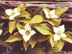 Vtg «Canadian Dogwood» 8×10 Photograph, Signed, Matted & Framed (13×16) LEE MANN