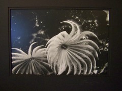 FINE ART PHOTOGRAPH 1 OF 250 – UNDERWATER CARIBBEAN LACE by JERRY H JONES