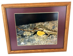 1996 Signed Bill Byrne Wildlife Photograph Anolis Gingivinus St. Barthelemy