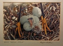Framed Signed Photo 8773 «Hello World» by Ray Mosteller 11.5″x9.5″ Bird Nest Egg