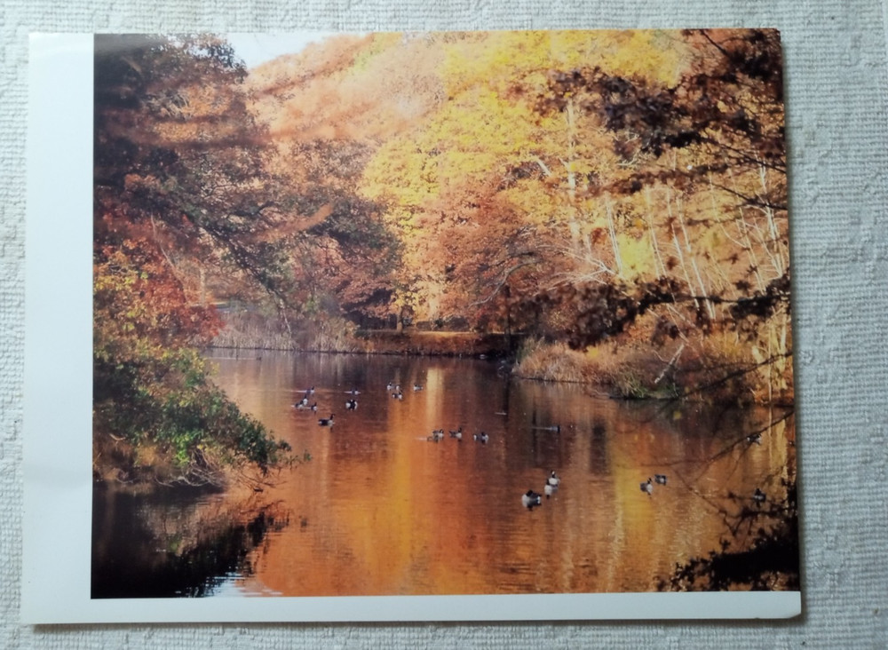 Autumn Trees Reflection ducks Lake pond Photo Print Wall Art 8.5″x11, on Kodak
