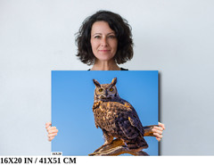 Twilight Guardian: Horned Owl On a Branch Wildlife Wall Art Print