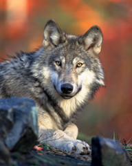 Resting Wolf 8×10 Photograph Print 8″x10″