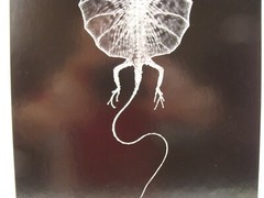 Original 2018 Charles Fendrock Flying Dragon Lizard Photograph