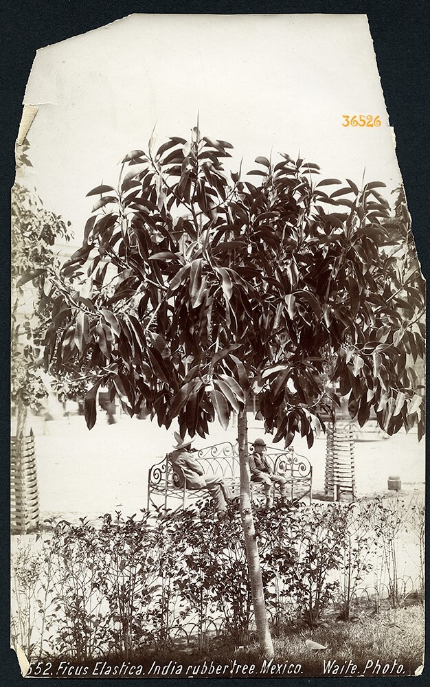 Larger size C. B. WAITE photo, MEXICO, Ficus Elastica, rubber tree, Vintage fin