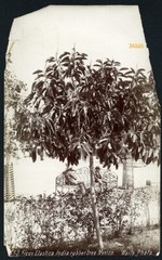 Larger size C. B. WAITE photo, MEXICO, Ficus Elastica, rubber tree, Vintage fin