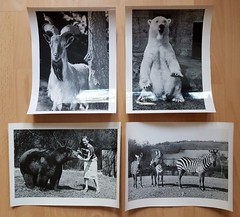 22 x animal photographs zoo Dresden around 1960/70 environment Dr. Ullrich (f16741