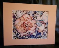 Matted Photograph: Rose Whispers