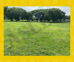 Verdant Park Landscape in the Philippines – Ideal for Nature and Outdoor Decor