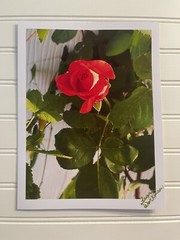 Garden Rose #7 – landscape photograph 8.5×11