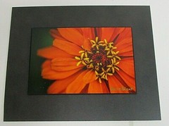 Signed Nature Orange Flower Photo on Dura Plaq by Doug Blunt 8×10 (A16)