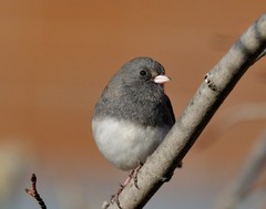 Dark-Eyed Junco 11×14 Photograph Print 11″x14″
