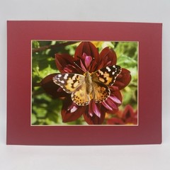 Matted Butterfly On Flower Photo Print 11 X 14 Wall Art Gallery Decor