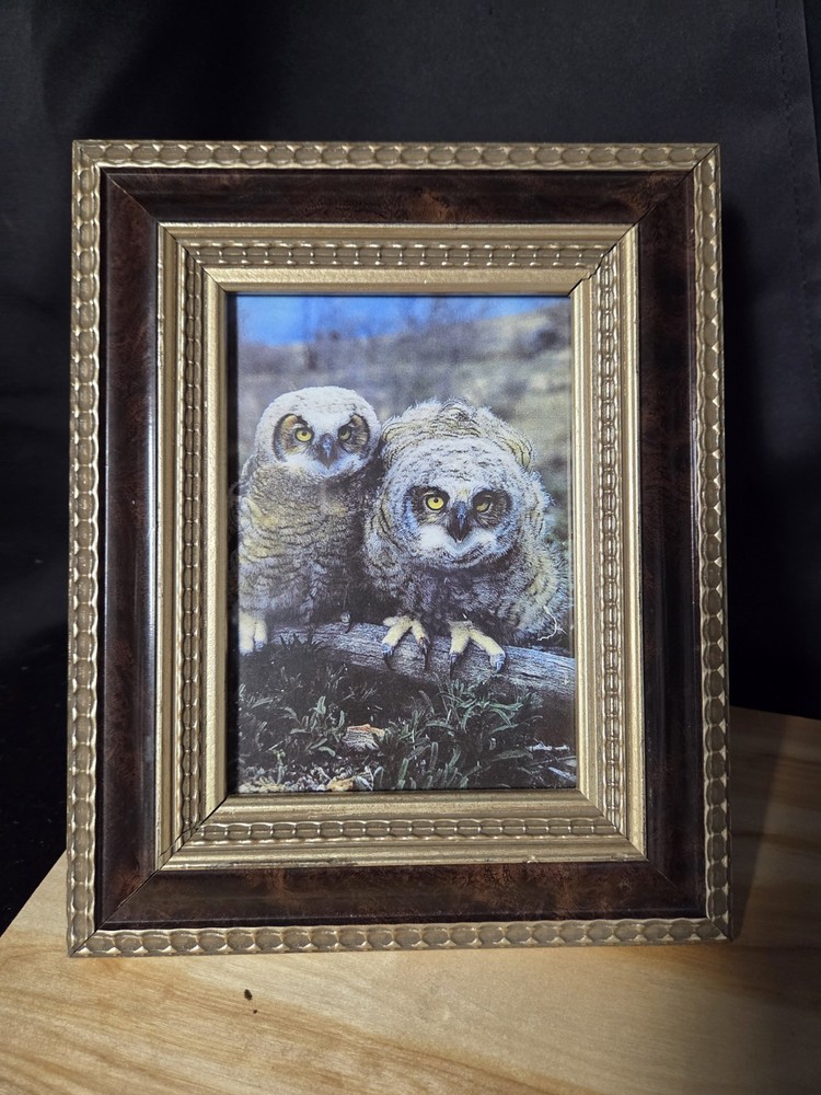 Beautiful Owl Wall Art Photographer Print Framed Picture