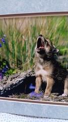 Millcreek Wildlife Reflections Set Photographs Wolves 2 Framed Matte 16.5″x13.5″