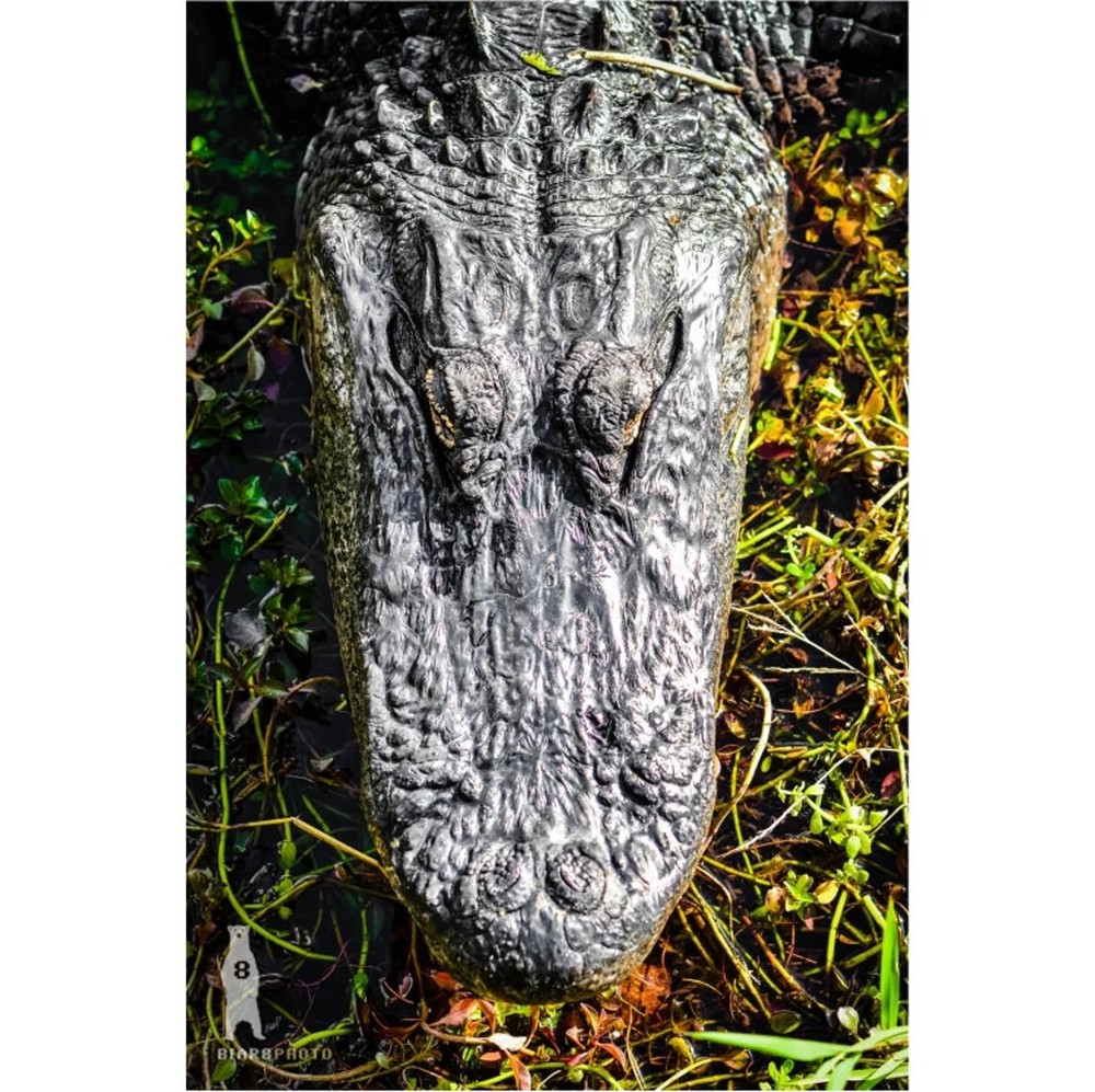 Alligator Photography Prints – Wildlife Fine Art – Sothern Animal Décor