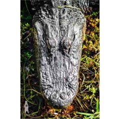 Alligator Photography Prints – Wildlife Fine Art – Sothern Animal Décor