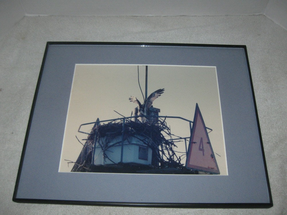 Photograph Of An Osprey and Nest Matted Framed